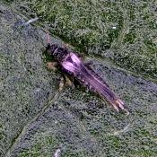 Echinothrips americanus live 002 3