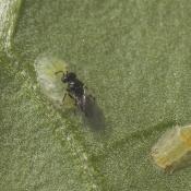 Tamarixia triozae and TP psyllids 01