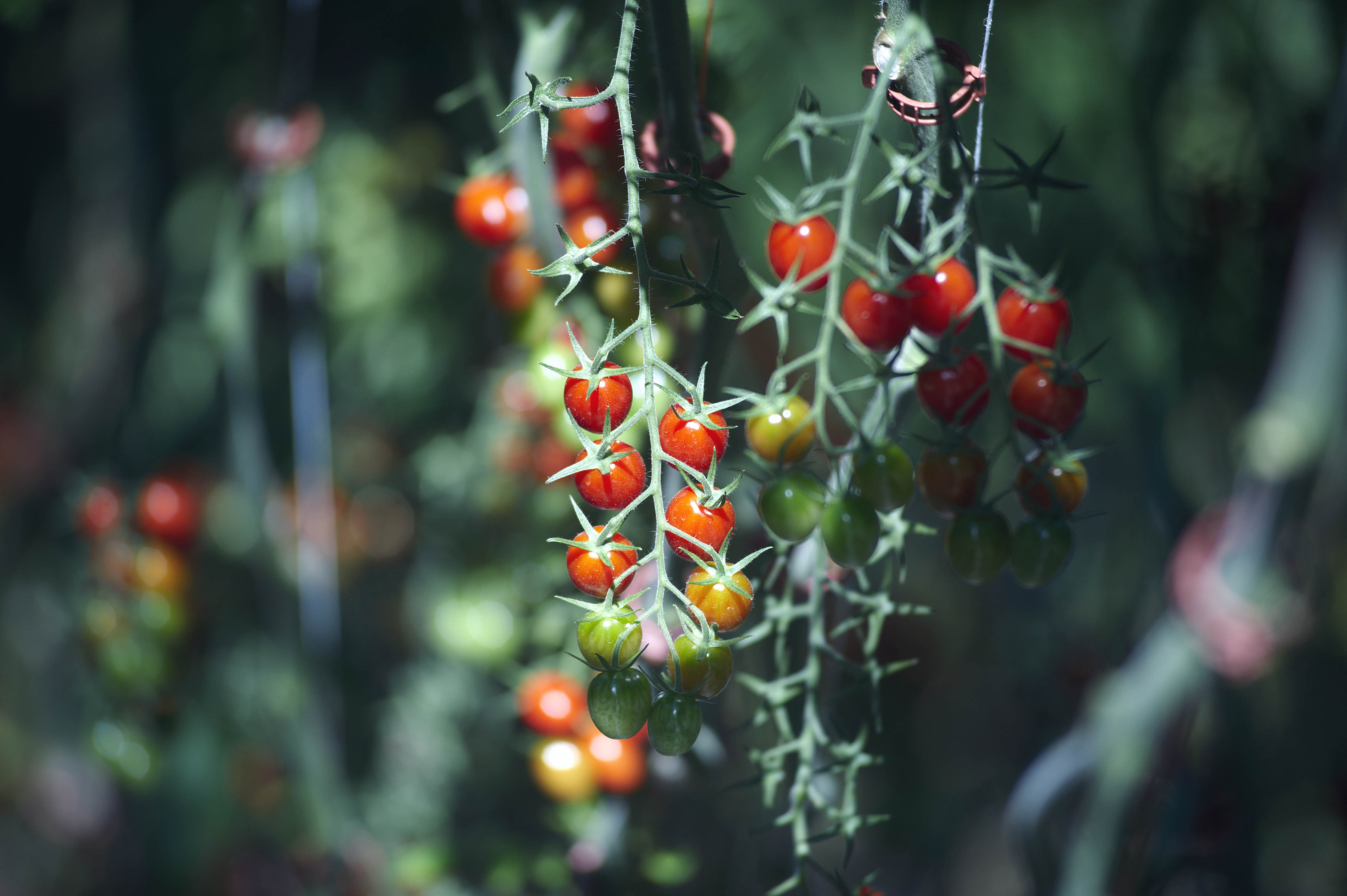Tomatoes NZ representing commercial fresh tomato growers in New Zealand