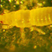 Chilli Thrips