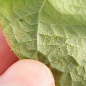 Poinsettia Thrips magnified on leaf