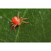 red spider mite control 900x900