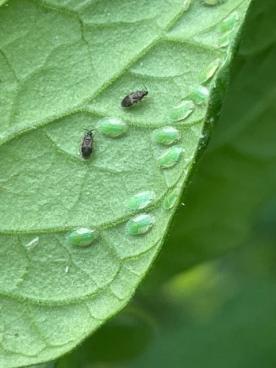 Green psyllid nymphs black B2. whitei